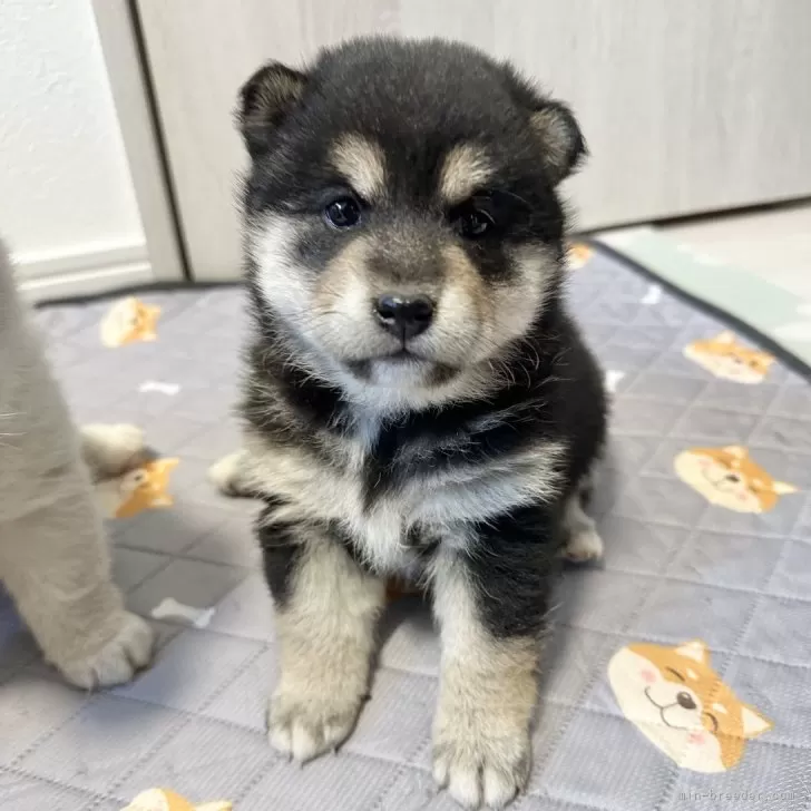 ID：2412-03990の子犬