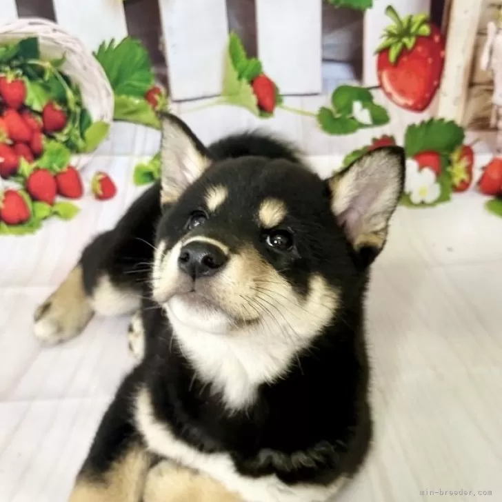 ID:2503-07320の子犬