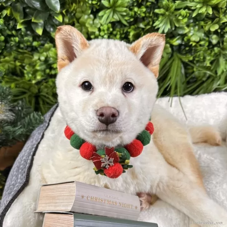 柴犬(標準サイズ)【北海道・男の子・2025年9月23日・白】の写真1「0147」