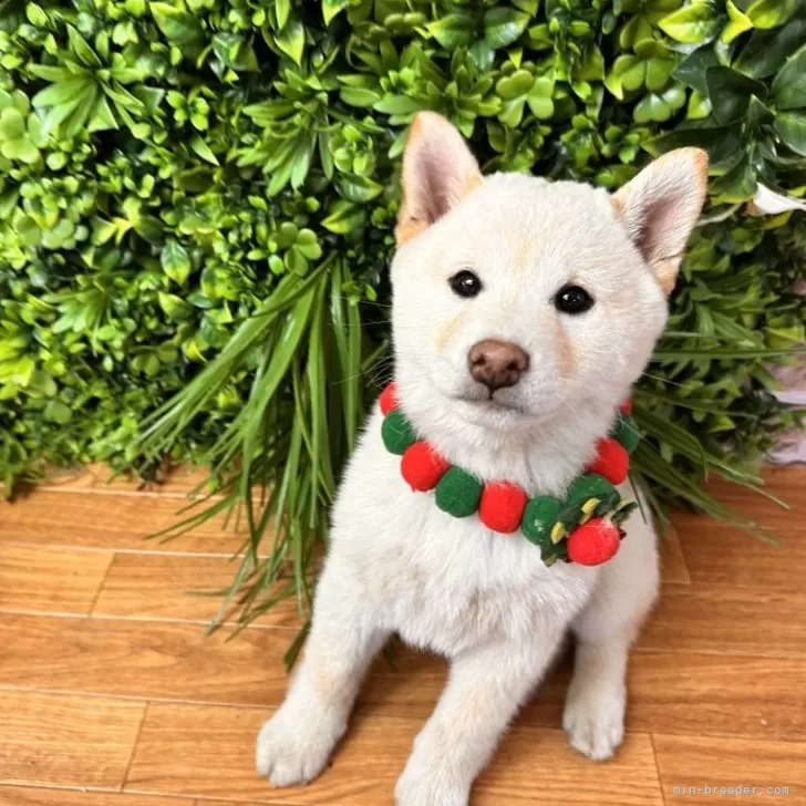 柴犬(標準サイズ)【北海道・男の子・2025年8月20日・白】の写真1