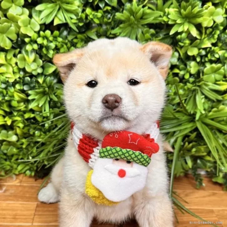 柴犬(標準サイズ)【北海道・男の子・2025年9月8日・白】の写真1「マイクロチップ4000」