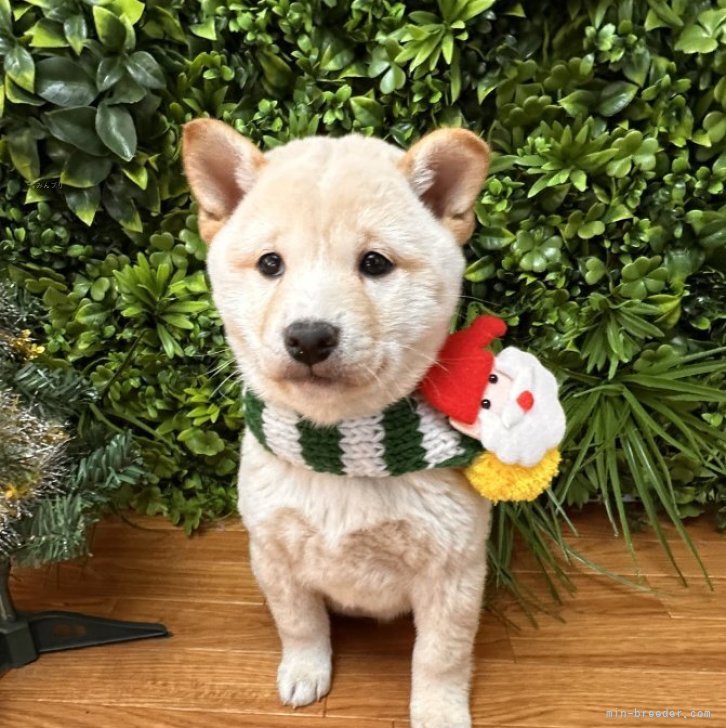 ブリーダー画像