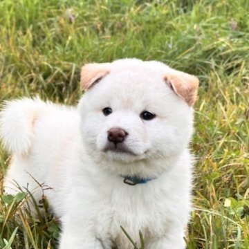 柴犬(標準サイズ)【北海道・男の子・2025年8月20日・白】の写真「極ぷくぷく！！トイレトレーニング済みです💓」