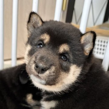 柴犬(標準サイズ)【北海道・女の子・2025年7月27日・黒】の写真「性格も良いむちむち黒柴❣️」