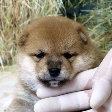 柴犬(標準サイズ)【北海道・女の子・2025年6月25日・赤】の写真「まるまる赤柴🌸」