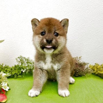 柴犬(標準サイズ)【北海道・男の子・2025年2月2日・赤】の写真「健康診断異常なし🩷まんまる顔」