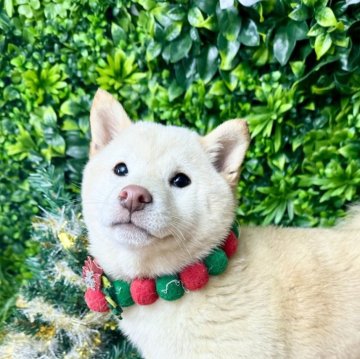 柴犬(標準サイズ)【北海道・女の子・2025年9月3日・白】の写真「お迎えしやすい月齢🩷🪽健康診断異常なし」