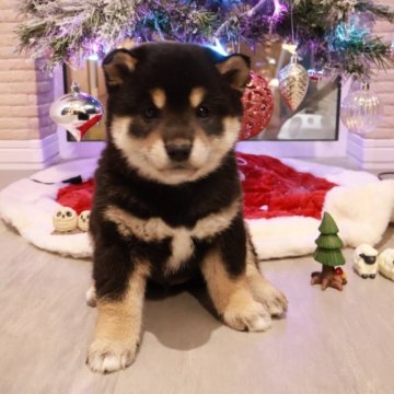 柴犬(標準サイズ)【北海道・男の子・2025年10月19日・黒】の写真「極ぷくぷく！🩷健康診断異常なし🧡」