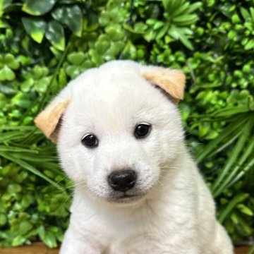 柴犬(標準サイズ)【北海道・男の子・2025年4月24日・白】の写真「大人気白柴🩷✨健康診断良好」