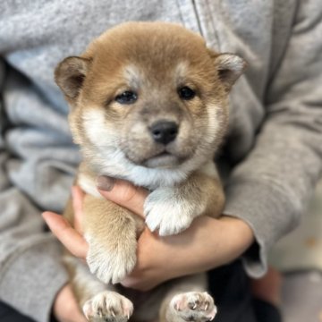 柴犬(標準サイズ)【北海道・女の子・2024年12月4日・赤】の写真「根強い人気の赤柴🩷 健康診断ok」