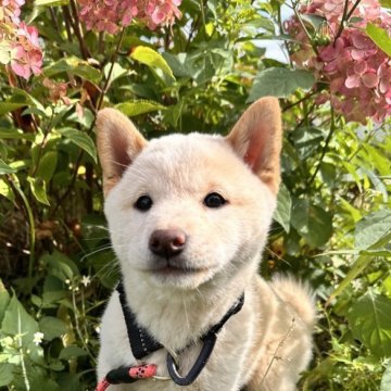 柴犬(標準サイズ)【北海道・女の子・2025年7月27日・白】の写真「美人な白柴🩷トイレトレーニングok🙆‍♀️」