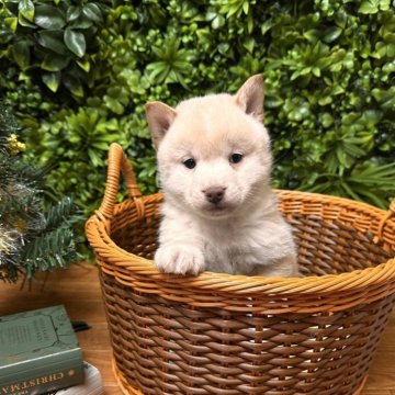 柴犬(標準サイズ)【北海道・女の子・2025年10月5日・白】の写真「小さめ柴！小さめを探されている方におすすめです！」