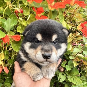 柴犬(標準サイズ)【北海道・男の子・2025年9月3日・黒】の写真「極ぷくぷく柴💓」
