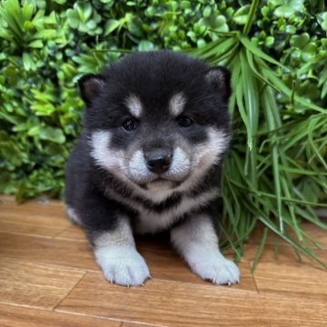 柴犬(標準サイズ)【北海道・男の子・2025年10月19日・黒】の写真「ぷくぷく柴🩷」