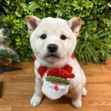 柴犬(標準サイズ)【北海道・女の子・2025年9月20日・白】の写真「トイレトレーニング始めてます✨性格活発で人懐っこい」