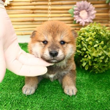 柴犬(標準サイズ)【北海道・男の子・2025年2月2日・赤】の写真「お顔周りのどんどん赤毛になります❣️麻呂眉でます！」
