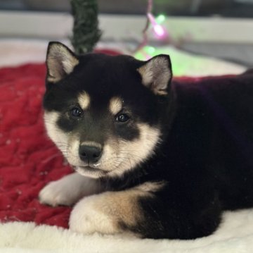 柴犬(標準サイズ)【北海道・女の子・2025年10月19日・黒】の写真「ぷくぷく柴🩷健康診断異常なし！」