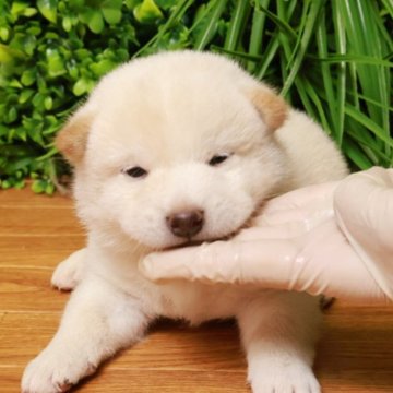 柴犬(標準サイズ)【北海道・男の子・2025年7月30日・白】の写真「ぷくぷく柴　モフモフ」