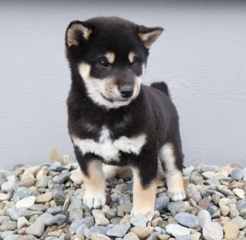 柴犬(標準サイズ)【北海道・男の子・2024年12月4日・黒】の写真「大人気黒柴🩷 健康診断異常なし！！」