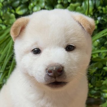 柴犬(標準サイズ)【北海道・男の子・2025年7月30日・白】の写真「ぷくぷく柴　モフモフ✨」