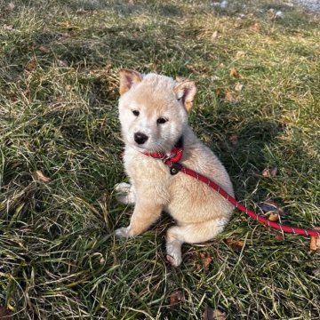 柴犬(標準サイズ)【北海道・女の子・2025年9月20日・白】の写真「極ぷくぷくな柴！🩷健康診断異常なし」