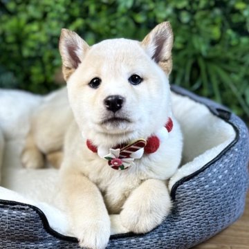 柴犬(標準サイズ)【北海道・女の子・2025年9月20日・白】の写真「極ぷくぷくな柴！🩷健康診断異常なし🧡」