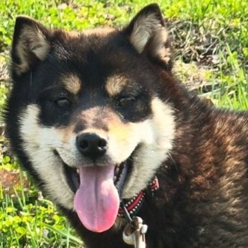 柴犬(標準サイズ)【北海道・男の子・2024年9月8日・黒】の写真「まるっとした骨格のかわいい男の子🩷たぬき顔」