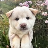 柴犬(標準サイズ)