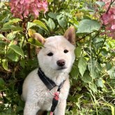 柴犬(標準サイズ)