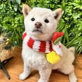 柴犬(標準サイズ)