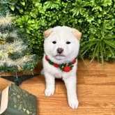 柴犬(標準サイズ)