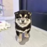 柴犬(標準サイズ)