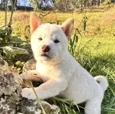 柴犬(標準サイズ)