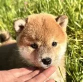 柴犬(標準サイズ)