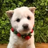 柴犬(標準サイズ)