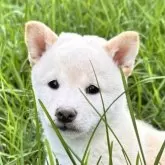 柴犬(標準サイズ)