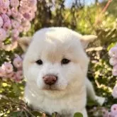 柴犬(標準サイズ)