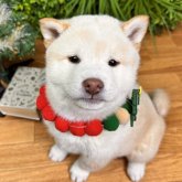 柴犬(標準サイズ)