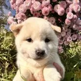 柴犬(標準サイズ)