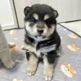 柴犬(標準サイズ)【北海道・女の子・2024年11月22日・黒】の写真1