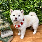 柴犬(標準サイズ)