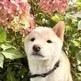 柴犬(標準サイズ)