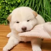 柴犬(標準サイズ)