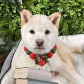 柴犬(標準サイズ)