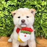 柴犬(標準サイズ)