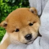 柴犬(標準サイズ)