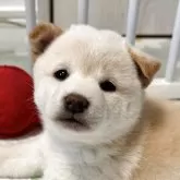 柴犬(標準サイズ)