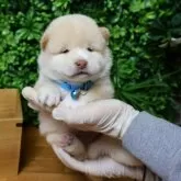 柴犬(標準サイズ)【北海道・男の子・2025年7月30日・白】の写真2