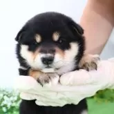 柴犬(標準サイズ)【北海道・男の子・2025年2月7日・黒】の写真2「1673」