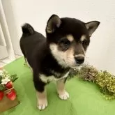 柴犬(標準サイズ)【北海道・女の子・2025年2月7日・黒】の写真3